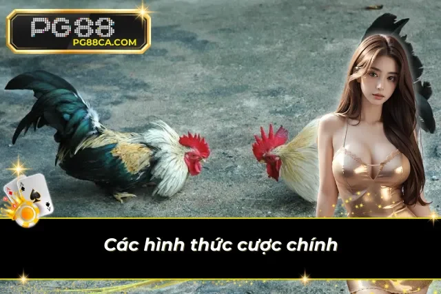 Hai phương pháp vào tiền cho chiến kê yêu thích 