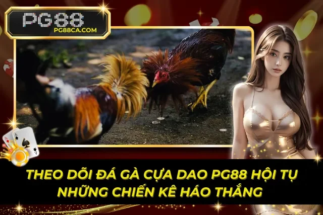 Theo Dõi Đá Gà Cựa Dao PG88 Hội Tụ Những Chiến Kê Háo Thắng