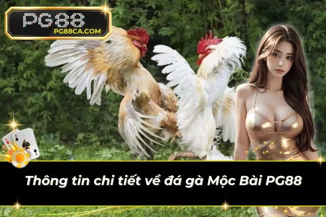 Sơ bộ về đá gà Mộc Bài đình đám 