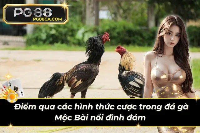 Các tỷ lệ cược đá gà Mộc Bài hấp dẫn tại nhà cái PG88 