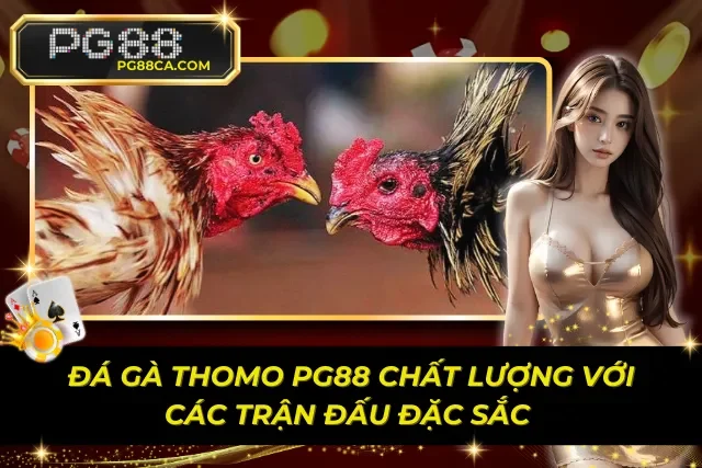 Đá Gà Thomo PG88 Chất Lượng Với Các Trận Đấu Đặc Sắc